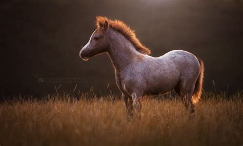 Welsh Mountain Pony Foal Menai Stud England 2015 © Katarzyna Okrzesik