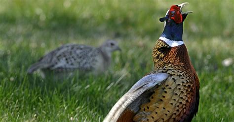 Pheasants Forever Will Host An Event To Support Wildlife Conservation