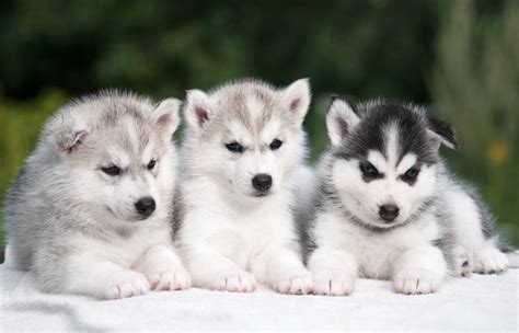 Three Husky Puppies Hd Wallpaper Background Image 2100x1348 Id