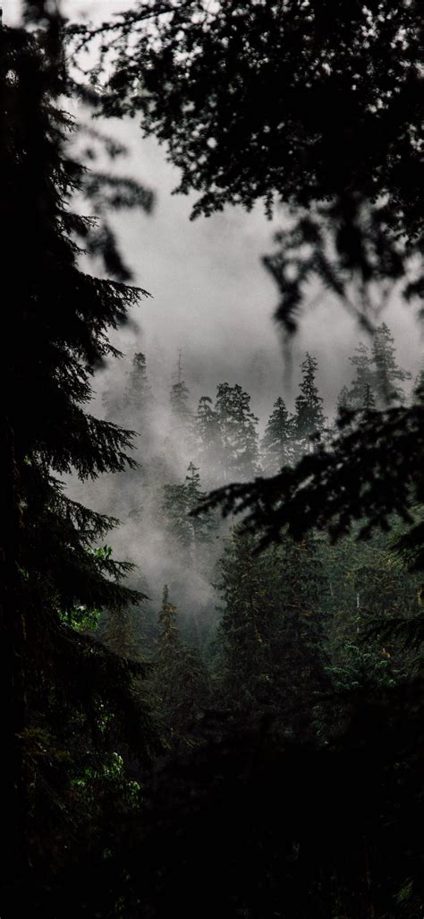 In the Quiet Woods iPhone X Wallpapers Free Download