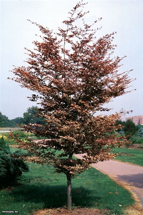 European Beech Fagus Sylvatica Tricolor Nature Tree Trees To