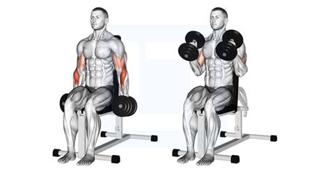 Dumbbell Standing One Arm Reverse Curl Guide Benefits And Form