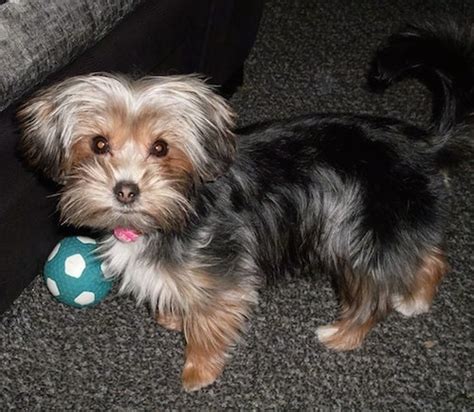 Yorkie Apso Dog Breed Information And Pictures