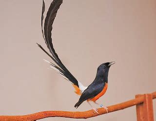 Suara kicauan burung cucak ranting, rante cucak rante betina gacor suara mantap isian. Budidaya Burung: TIPS CARA MEMBEDAKAN MURAI BATU JANTAN ...