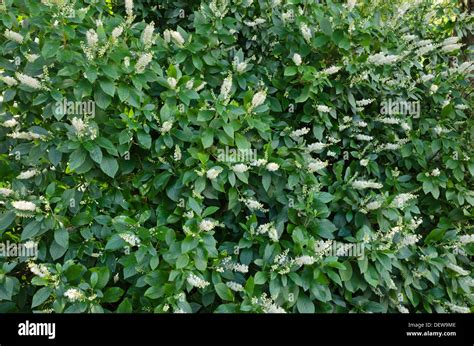 Sweet Pepper Bush Clethra Alnifolia Stock Photo Alamy