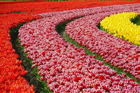 Tulip Fields In The Netherlands When And Where 2022