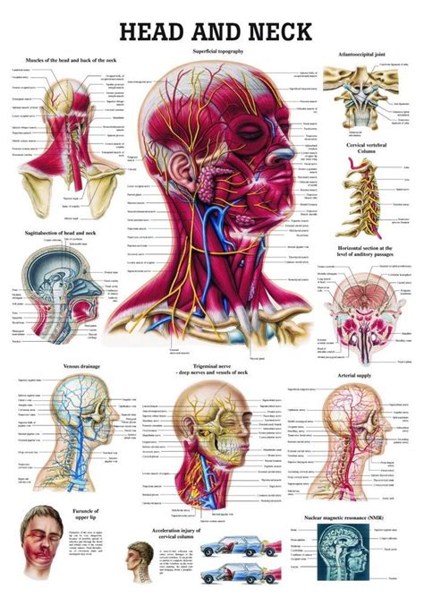 Head And Neck Laminated Anatomy Chart Human Body Anatomy Body