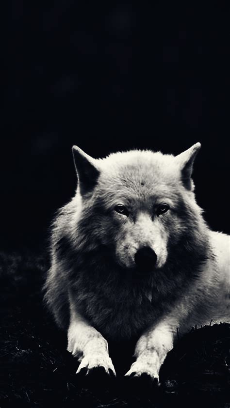 Black Wolf Wallpaper 64 Images