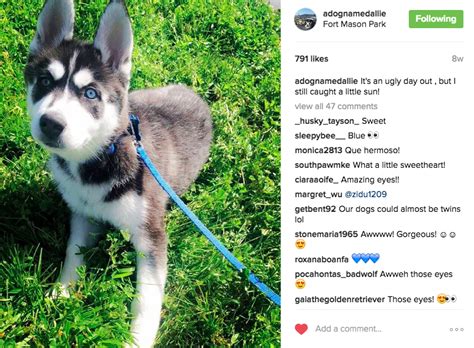Are you looking for a daily dose of doggy deliciousness? How To Make Your Dog Instagram Famous in 10 Weeks or Less