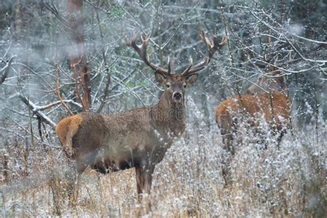 Red Deer Buck Majestic Powerful Adult Deer Cervidae In Thickett Of