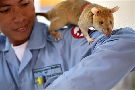 Biggest Rats In The World