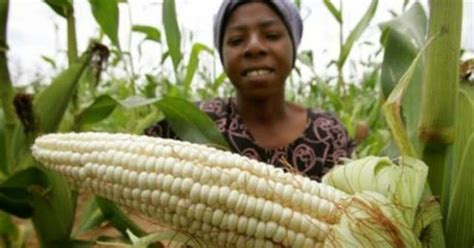 How To Grow Maize To Harvest Better Yields Agropreneur Zimbabwe