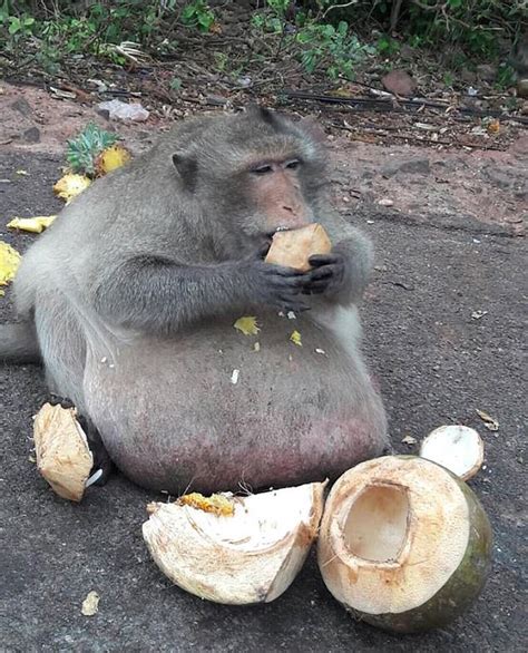 Obese Monkey Nicknamed Uncle Fatty Is Seen In Thailand Daily Mail