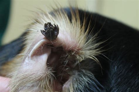 A guide to skin tags: Fighting for Fido - Skin Tags On Dogs - Skin Tag Removal