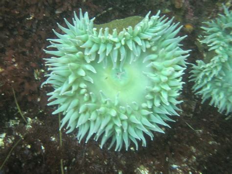 Maybe you would like to learn more about one of these? Matt Duckworth Underwater: Flowers of the Sea