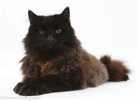 What does the york chocolate look like? York Chocolate Cat - Information, Health, Pictures ...