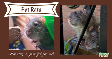 Pet sitting & dog walking for the northern pittsburgh communities of: Are Pet Rats a Good Fit for Me? | Savvy Pet Care