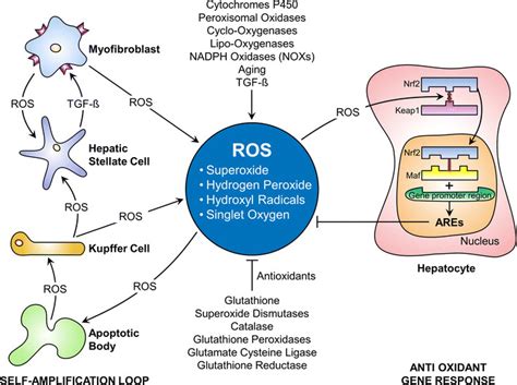 Mechanisms Influencing The Generation Of Reactive Oxygen Species ROS