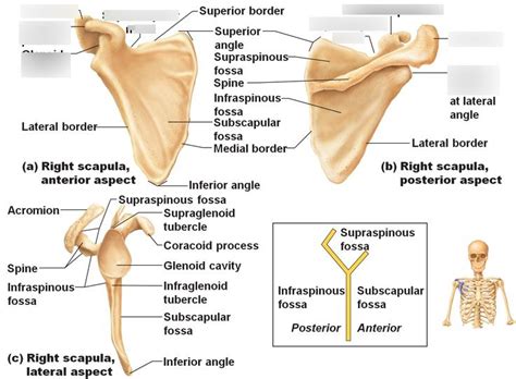 Right Scapula Anterior And Posterior Angle Diagram Quizlet