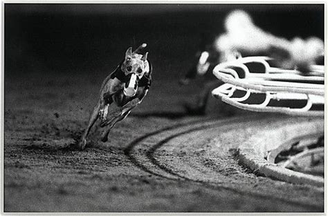 3 White Dgs Mr Postman Fourth Race Phoenix Greyhound Park Phoenix