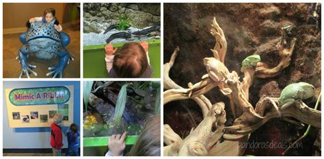 Adventure Aquariuminteractive Fun New Frogs Exhibit Pandoras Deals