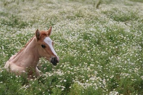 60 Best Horse In A Field Of Flowers Images On Pinterest Horses