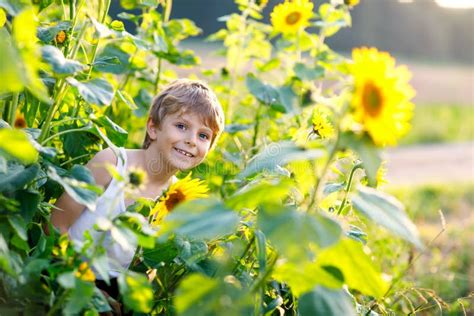 Adorable Little Blond Kid Boy On Summer Sunflower Field Outdoors Stock