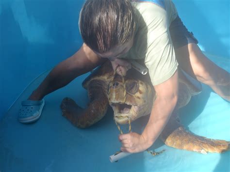 Public Sea Turtle Release Saturday Pm Higgs Beach Key West The Turtle Hospital Rescue