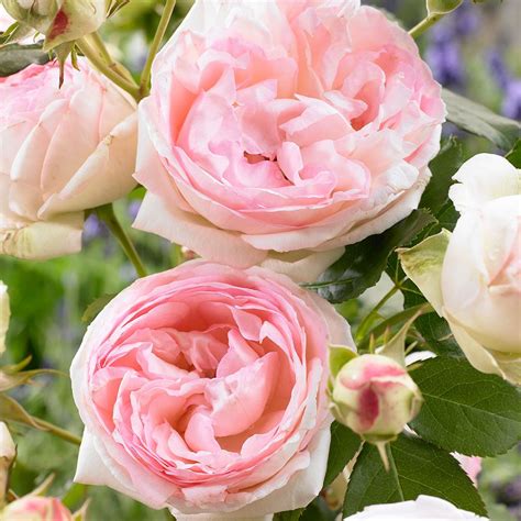 Rose Eden Climber In 2021 Climbing Roses White Flower Farm Rooting