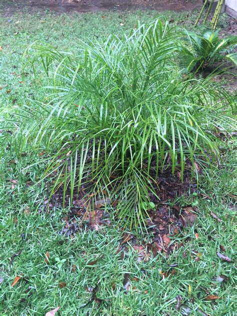 Enjoy growing the newest, alabama apple trees shade tree and pink japanese flowering cherry tree. Pygmy Date Palm in Alabama (growing, palms, fertilizer ...