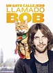Película Un Gato Callejero llamado Bob (2016)