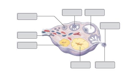 Ovary Diagram Diagram Quizlet