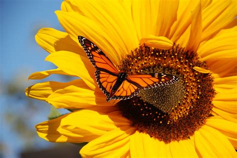 Butterfly With Sunflower Desktop Wallpaper