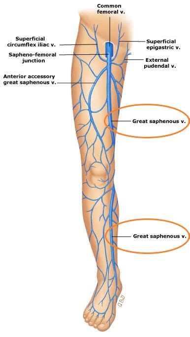 What Is The Great Saphenous Vein S Function Usa Vein Clinics
