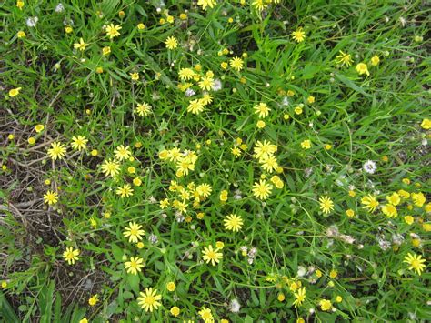 Nz poroporo flower (solanum laciniatum), nz native plant flowering, new zealand (nz) stock photo. WEEDS - The Trees & Flowers of Whangarei.