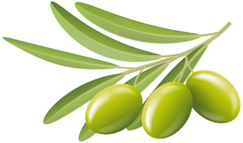 Olives Png Transparent Image Download Size 600x354px