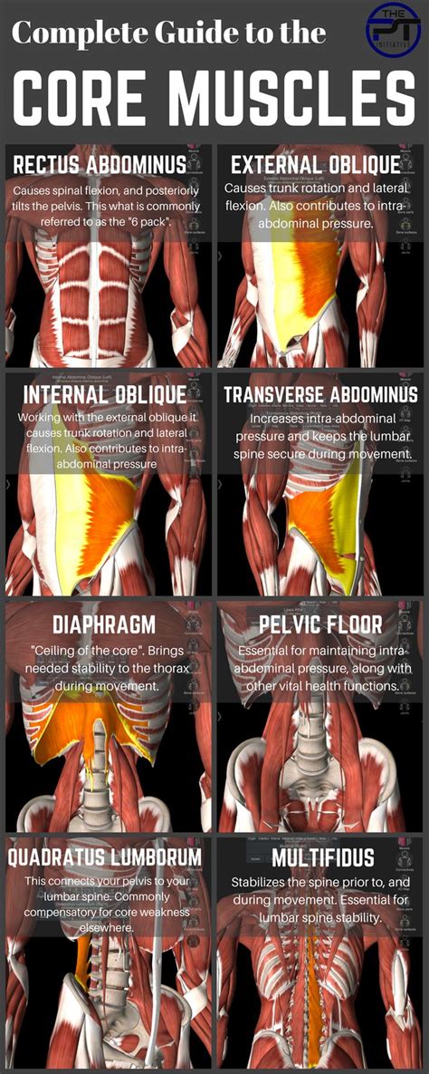 The Muscles And Their Functions Are Shown In This Diagram