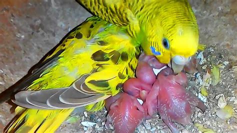 Hungry Baby Budgies Inside Nest Budgies Parrots Feeding Babies Youtube