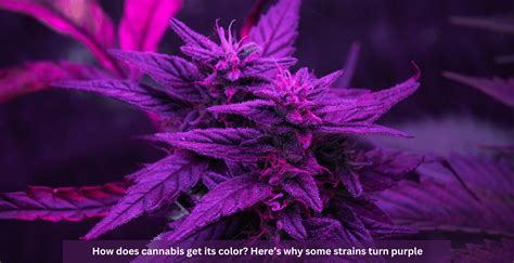 How Does Cannabis Get Its Color Heres Why Some Strains Turn Purple