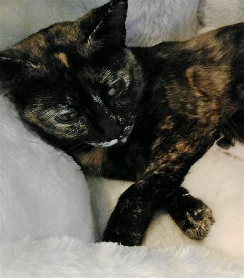 One should be cognizant to look out for limping, not walking altogether or not putting weight on one leg so, how much does cat broken leg surgery cost and what about the aftercare? They Help Stray Cat Fix Her Broken Leg, The Kitty Gives ...