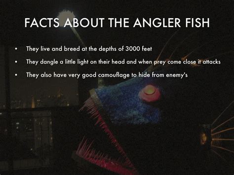 Fun Facts About The Angler Fish Unique Fish Photo