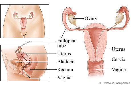 The uterus and the ovaries, which produce a woman's egg cells. Female Reproductive System