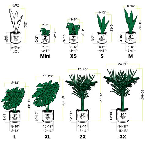 Plant Size - Complete Guide From house plants to trees