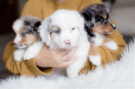 Australian Mountain Dog — Stokeshire Designer Doodles Puppies For Sale