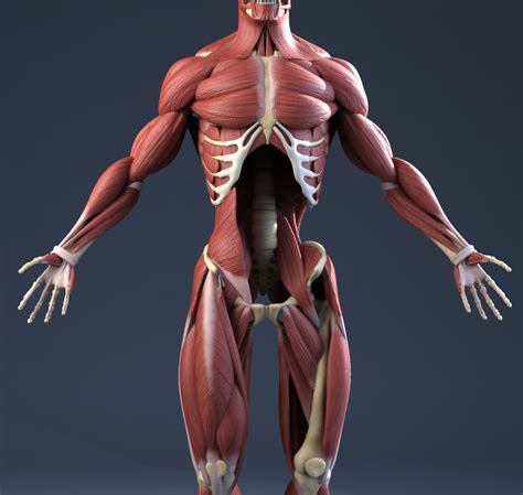 Man Muscles Anatomy