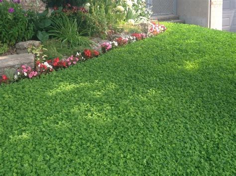 Beautiful Clover Lawn And No Maintenance Needed Lawn Alternatives