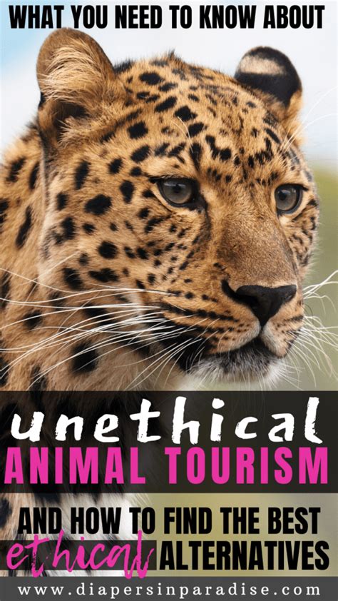 Ethical Animal Tourism What Is It And Where To Go Artofit