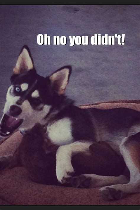 Funny Husky Face Silly Suki Animal Quotes Pinterest