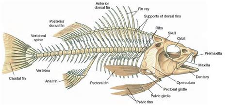 Fish Anatomy Anatomy Art Animal Anatomy Arm Bones Skull And Bones