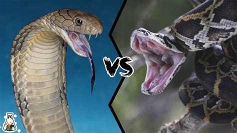 King Cobra Vs Python Who Wins The Fight Youtube